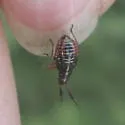 Pronotocrepis clavicornis - photo 4