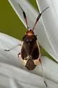 Pronotocrepis clavicornis - photo 5