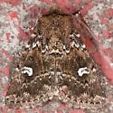 White-spotted Properigea - Hodges#9588