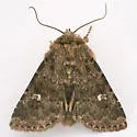 White-spotted Properigea - Hodges#9588 - photo 4