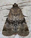 Properigea continens - Hodges#9590 - photo 2