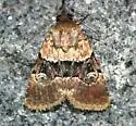 Properigea continens - Hodges#9590 - photo 3