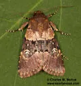 Properigea continens - Hodges#9590 - photo 4