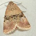Properigea continens - Hodges#9590 - photo 5