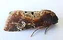 Barrens Moth - Hodges#9589