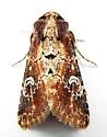 Barrens Moth - Hodges#9589 - photo 2