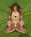 Barrens Moth - Hodges#9589 - photo 3