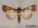 Barrens Moth - Hodges#9589 - photo 4