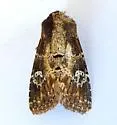 Barrens Moth - Hodges#9589 - photo 5