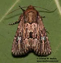 Properigea loculosa - Hodges#9587