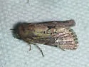 Properigea loculosa - Hodges#9587 - photo 2
