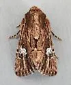 Properigea loculosa - Hodges#9587 - photo 4