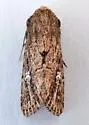 Properigea loculosa - Hodges#9587 - photo 5