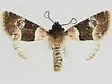 Properigea mephisto - Hodges#9591