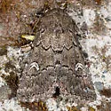 Properigea niveirena - Hodges#9596