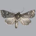 Properigea niveirena - Hodges#9596 - photo 4
