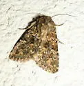 Properigea perolivalis - Hodges#9595