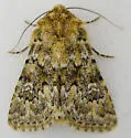 Properigea perolivalis - Hodges#9595 - photo 2