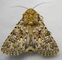 Properigea perolivalis - Hodges#9595 - photo 3
