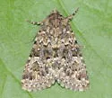 Properigea perolivalis - Hodges#9595 - photo 4
