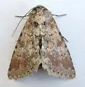 Properigea suffusa - Hodges#9594 - photo 2