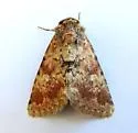 Properigea suffusa - Hodges#9594 - photo 3