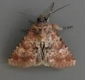 Properigea suffusa - Hodges#9594 - photo 4