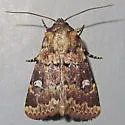 Properigea tapeta - Hodges#9592