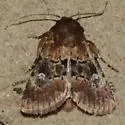 Properigea tapeta - Hodges#9592 - photo 2