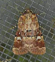 Properigea tapeta - Hodges#9592 - photo 3