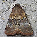 Properigea tapeta - Hodges#9592 - photo 4