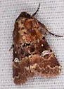 Properigea tapeta - Hodges#9592 - photo 5