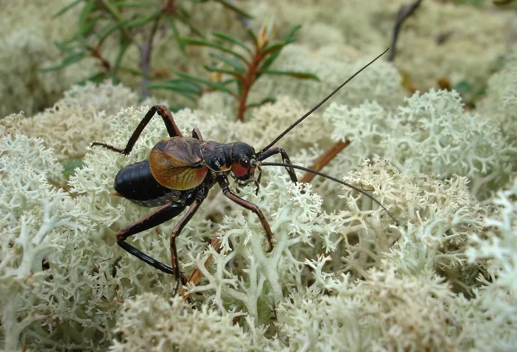 Hump-winged Crickets - Prophalangopsidae