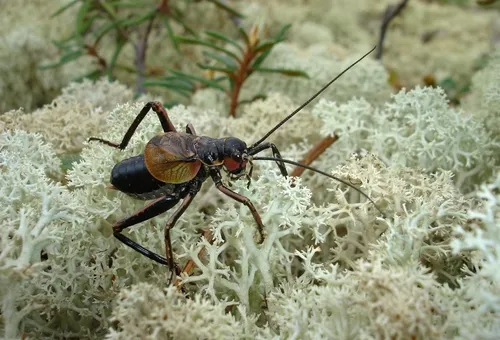 Hump-winged Crickets - photo 2