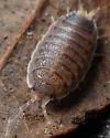 Proporcellio vulcanius
