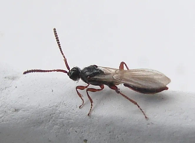 Propsilomma columbianum