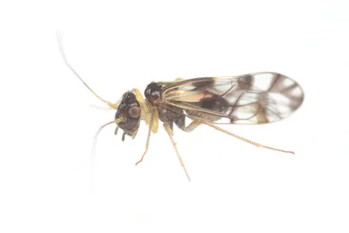 Propsocus pulchripennis