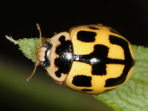 Fourteen-spotted Lady Beetle - photo 3