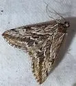 Prorasea fernaldi - Hodges#4919