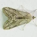 Prorasea simalis - Hodges#4916 - Prorasea simalis
