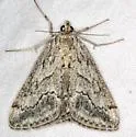 Prorasea simalis - Hodges#4916 - photo 2