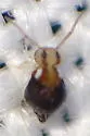 Prorastriopes coalingaensis
