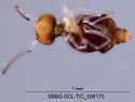 Prorastriopes coalingaensis - photo 3
