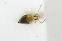 Prorastriopes coalingaensis - photo 4
