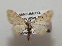 Prorella albida - Hodges#7614 - Prorella albida