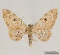 Prorella albida - Hodges#7614 - photo 2