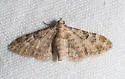 Prorella albida - Hodges#7614 - photo 3
