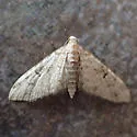Prorella albida - Hodges#7614 - photo 4