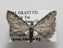 Prorella artestata - Hodges#7620