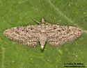 Prorella artestata - Hodges#7620 - photo 2